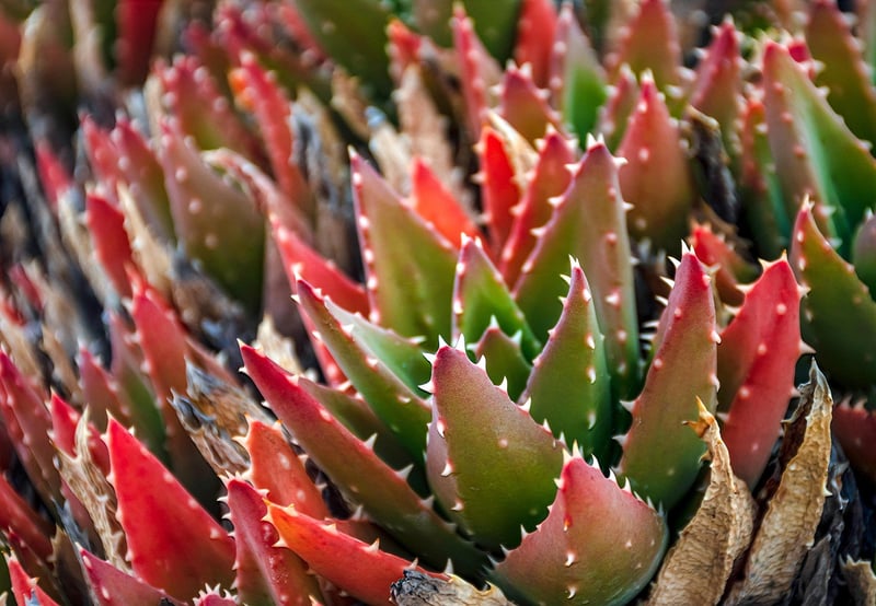 Echeveria